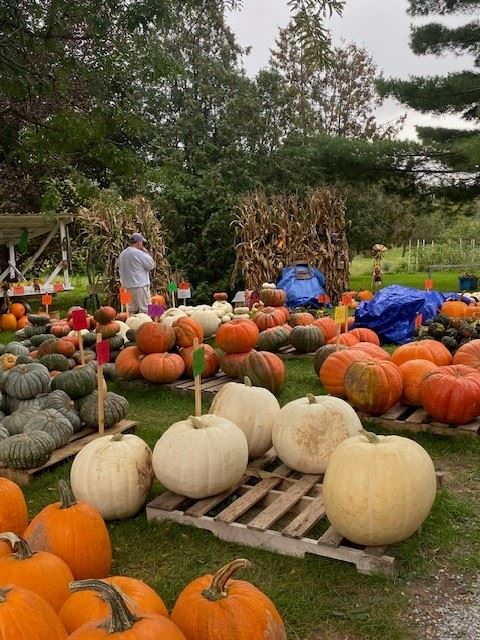 Picture taken by A. Egger of a pumpkin farm at fall time.