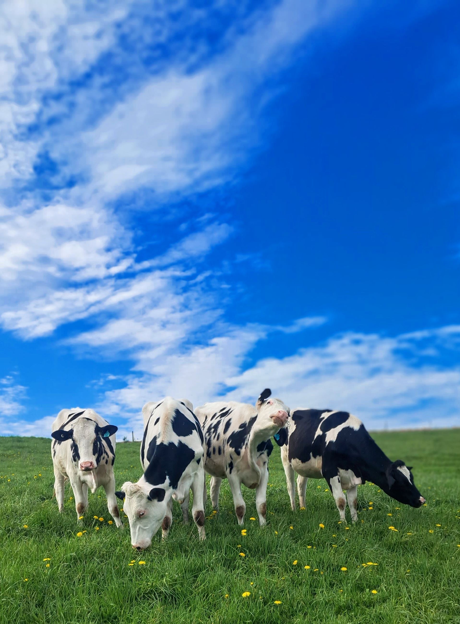 Picture taken by H. Bennett of Cows in a field with a blue sky.  