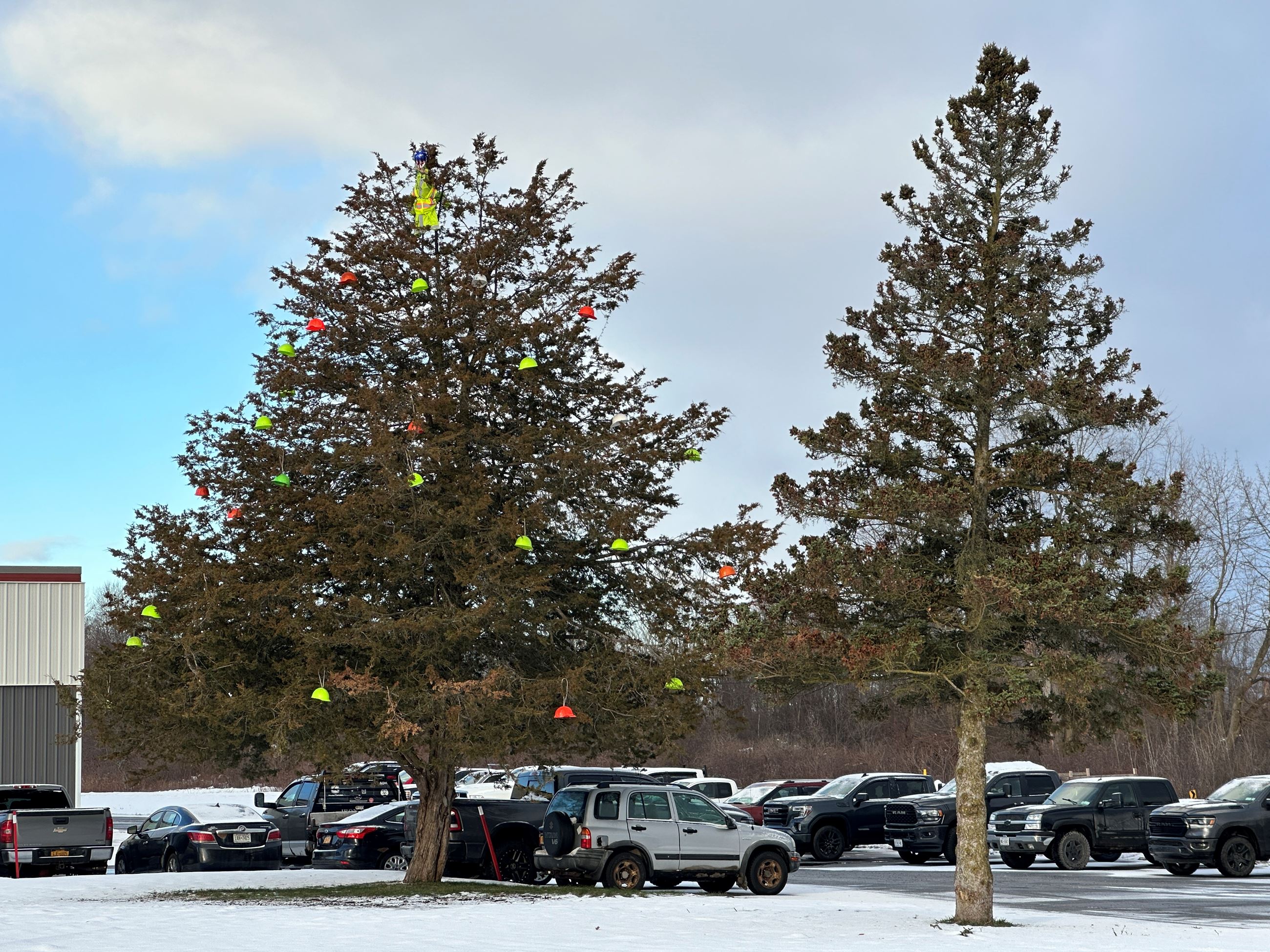 Evergreen tree with hardhats in it