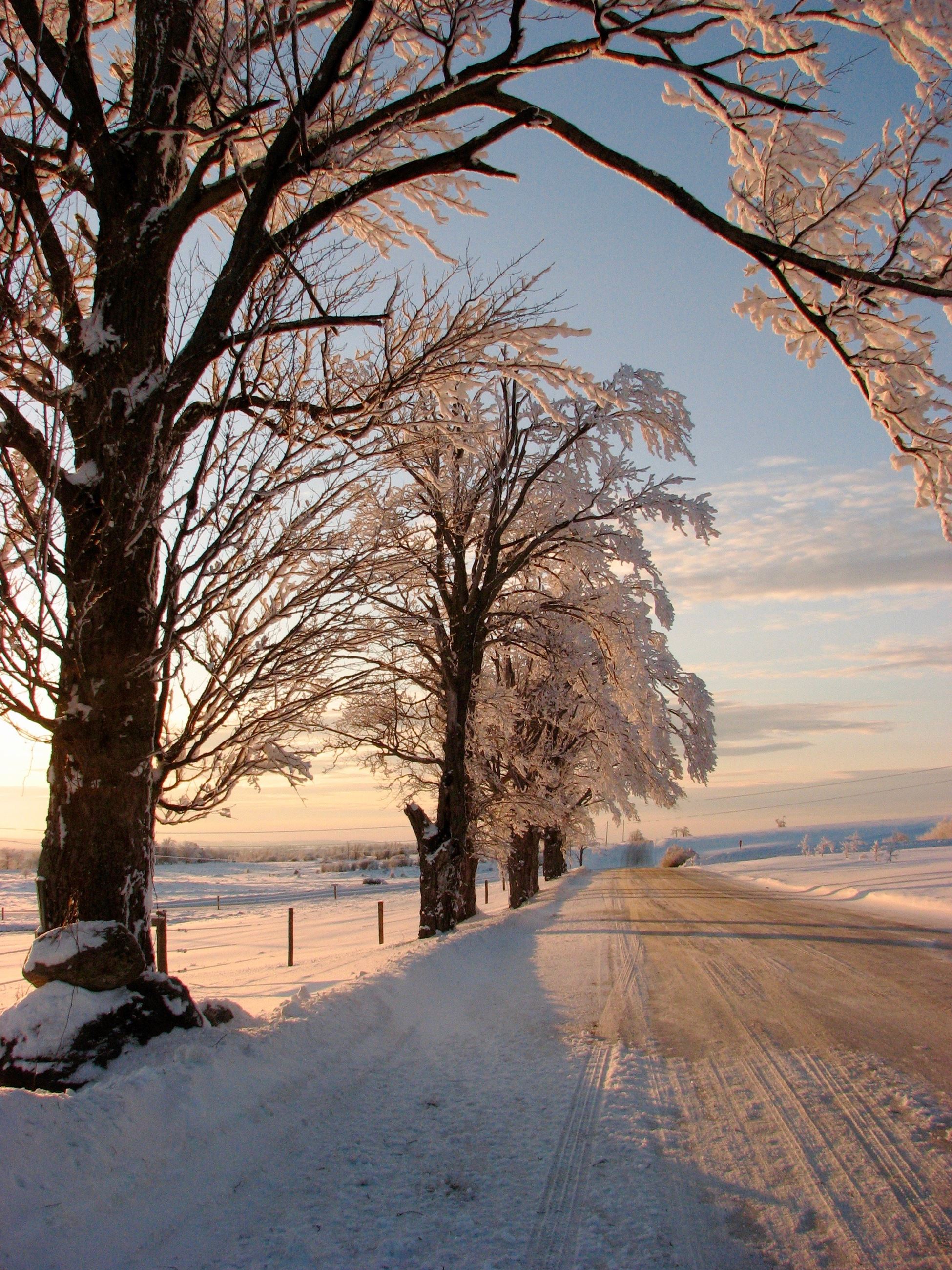 After the Winter Photograph of a snow-covered road lined with trees iced over after a winter storm, with soft morning light coming from the left side, taken by Eric Louis. by Eric Louis
