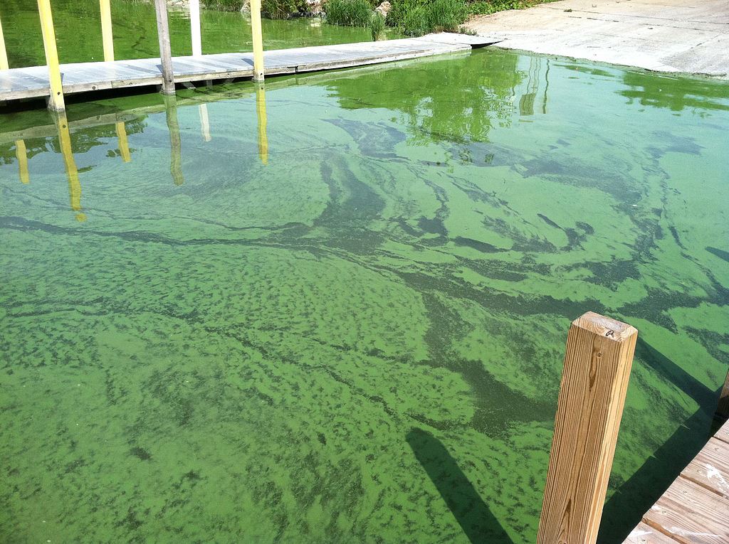 Photo of an algal bloom in shallow water in a lake